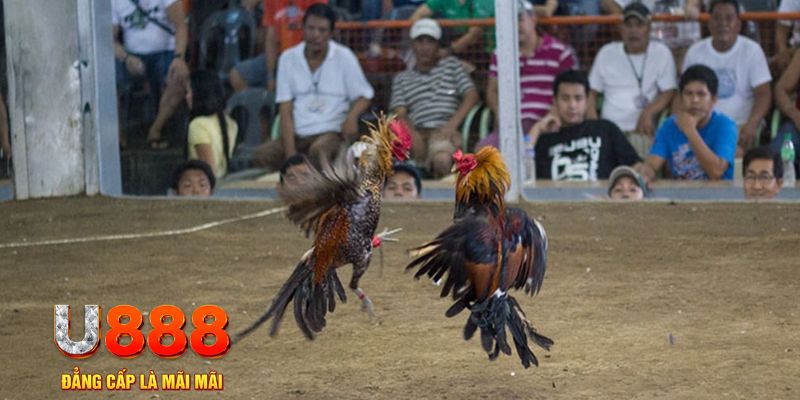 keonhacai đăng nhập mậu binh khuyến mãi