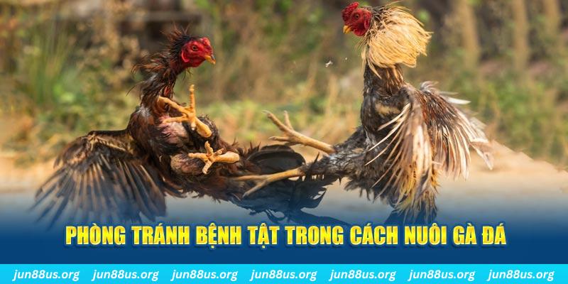 keonhacai Bài Poker Bonus